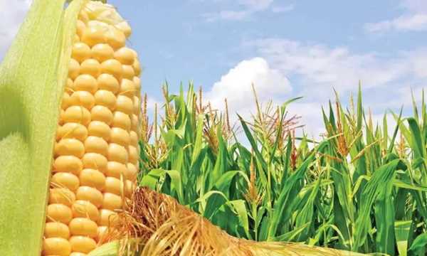 छत्तीसगढ़ में मक्के की खेती का रकबा 10 गुना हुआ